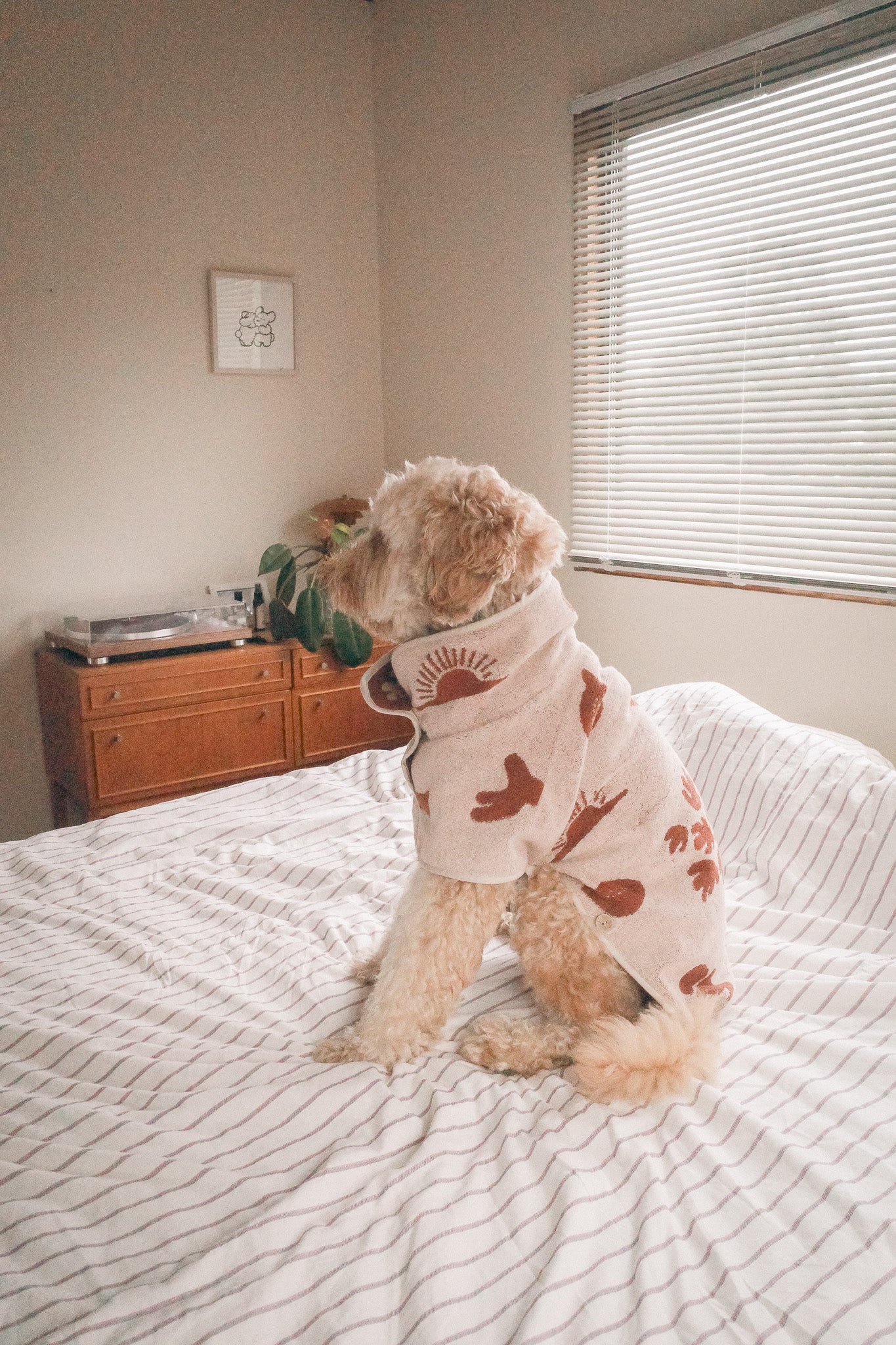 Dog Robe <100% organic cotton & Imabari Towel>