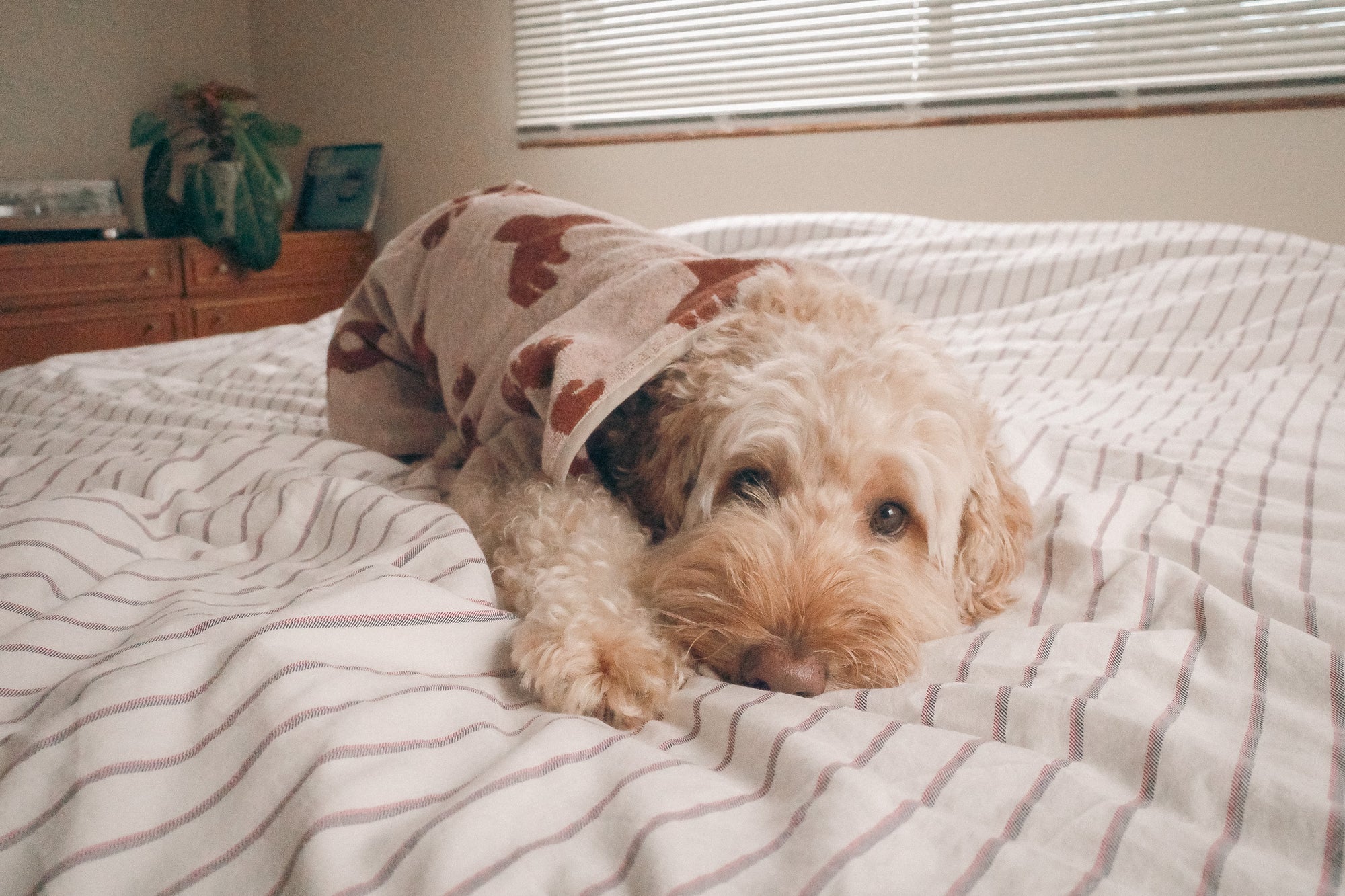 Dog Robe <100% organic cotton & Imabari Towel>