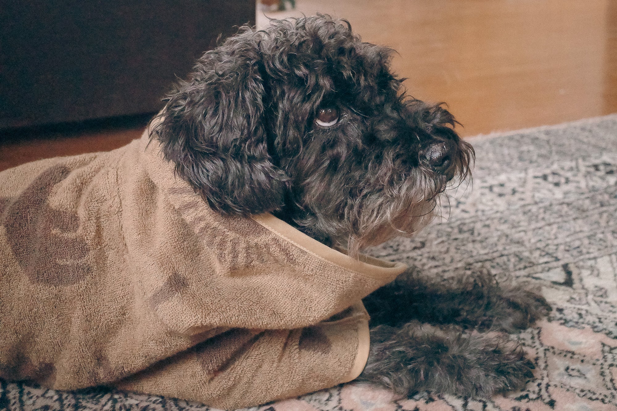 Dog Robe <100% organic cotton & Imabari Towel>