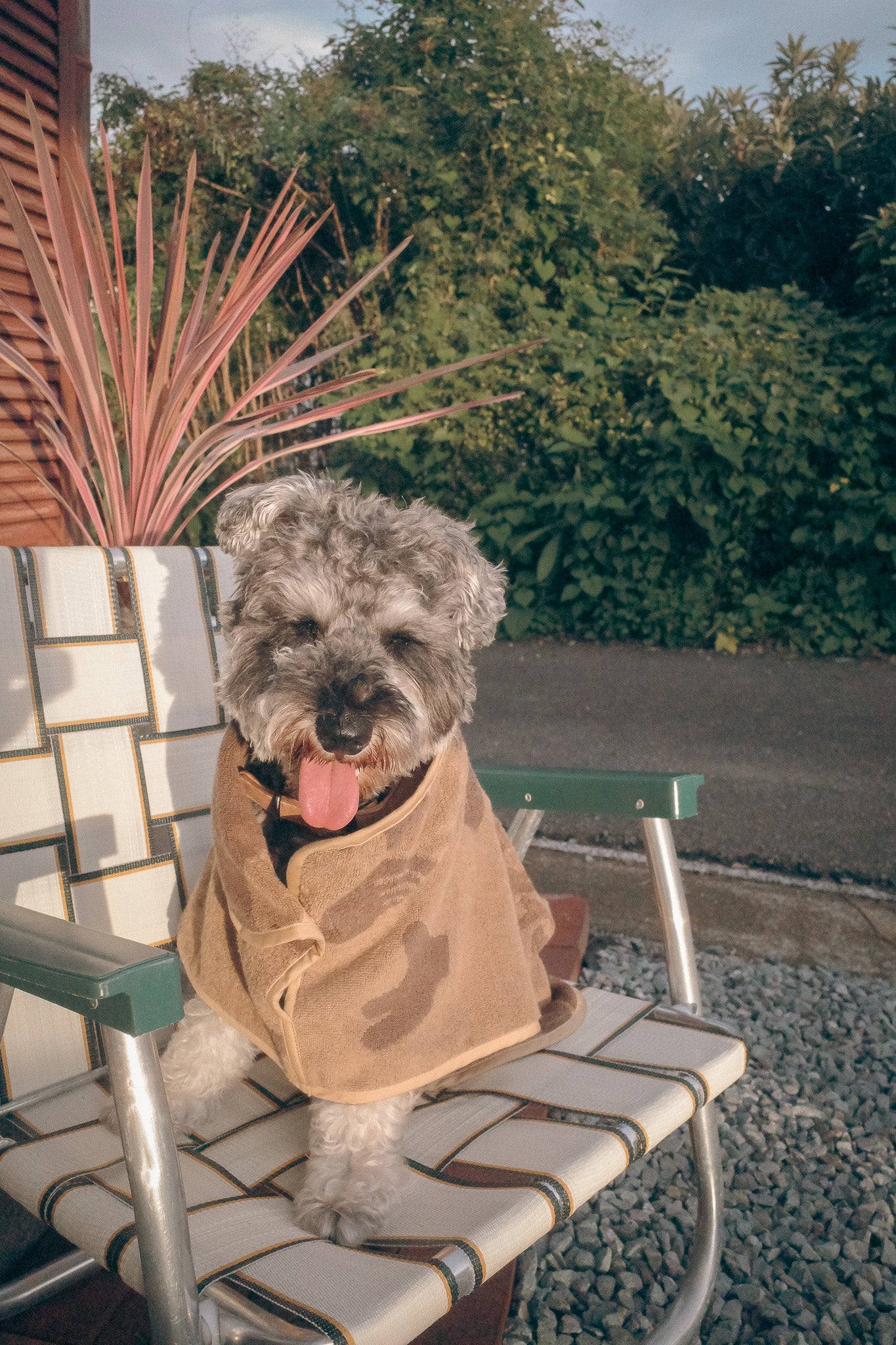 Dog Robe <100% organic cotton & Imabari Towel>